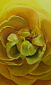 gele bloem